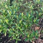 Euonymus japonicus 整株植物