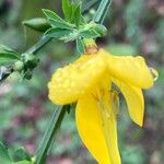 Cytisus striatus Λουλούδι