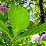 Hydrangea serrata Ліст