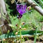 Muscari comosumFloro