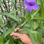 Ruellia angustifolia पत्ता