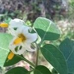 Solanum chenopodioidesFlower