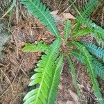 Blechnum spicant Feuille
