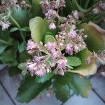 Kalanchoe crenata Flower