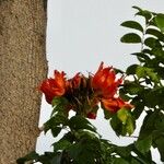 Spathodea campanulata Kvet
