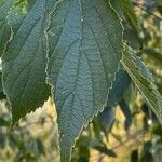 Celtis australis Foglia