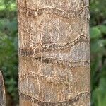Dracaena steudneri Kôra