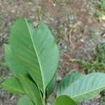 Esenbeckia leiocarpa Blatt