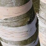 Betula utilis Kora