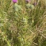 Cirsium vulgare 整株植物