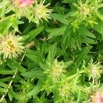Symphyotrichum novae-angliae Blatt