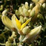 Stauracanthus spectabilis Квітка