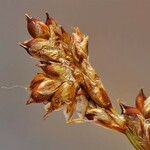 Carex brunnescens Fruto