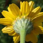 Anacyclus radiatus Õis
