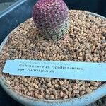 Echinocereus rigidissimus 叶