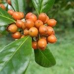 Ilex cornuta ഫലം