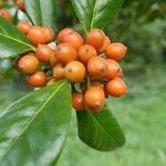 Ilex cornuta Frucht