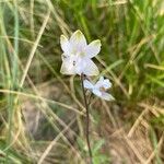 Staphisagria macrosperma ᱵᱟᱦᱟ