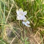 Delphinium staphisagria Blüte