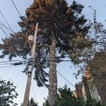 Abies cephalonica Hábito