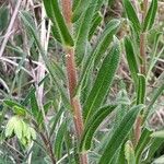 Onosma arenaria List