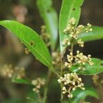 Nectandra turbacensis Hoja