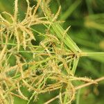 Cyperus tuberosus Çiçek