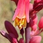 Hesperaloe parviflora Blüte