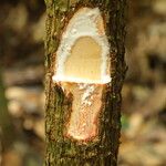 Pycnobotrya nitida Φλοιός