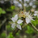 Prunus spinosa Цветок
