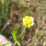 Ranunculus arvensis Blomst