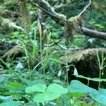 Oxalis trilliifolia Leaf