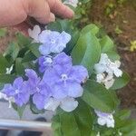 Brunfelsia pauciflora Çiçek