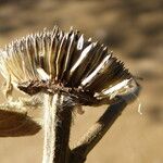 Pallenis spinosa Fruit