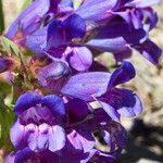 Penstemon speciosus Fiore