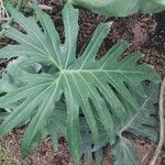 Philodendron lacerum Blad