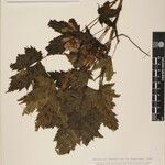 Acer caudatum Ostatní