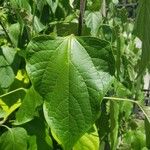 Clerodendrum trichotomum Leaf