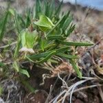 Trichodesma marsabiticum Blomma