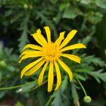 Euryops chrysanthemoides Žiedas