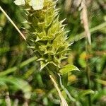 Sideritis hyssopifolia Fruto