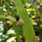 Muehlenbeckia platyclada Flors