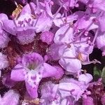 Thymus polytrichus Квітка