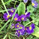 Primula × polyantha Blüte