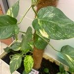 Epipremnum aureum Hoja