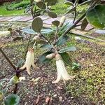 Correa backhouseana Flower