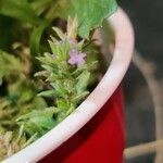 Verbena bracteata Blüte