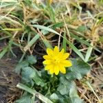 Ranunculus ficaria Hostoa