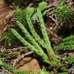 Lycopodium × zeilleri ᱮᱴᱟᱜ