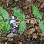 Euonymus americanus 葉